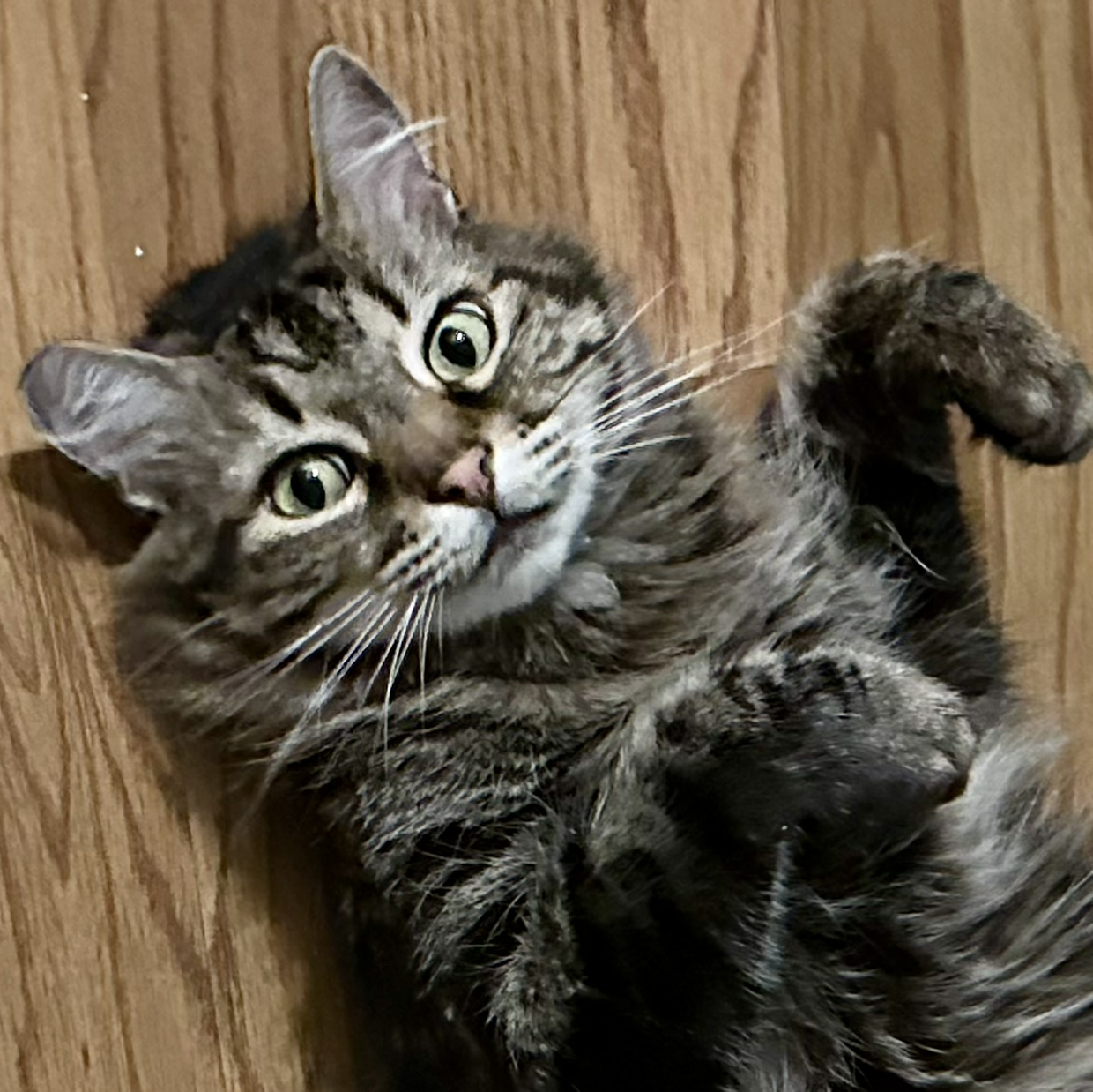 Ha-jeong (하정)'s avatar